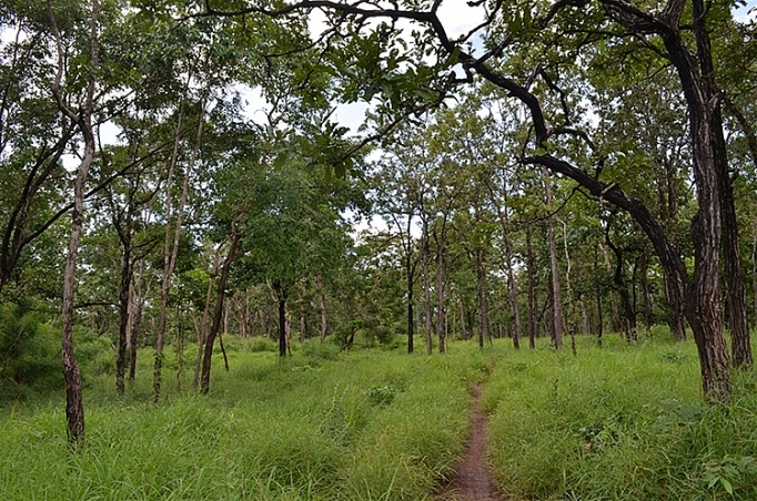 28554 ty dong de bao ve khoi phuc va phat trien rung ben vung vung tay nguyen