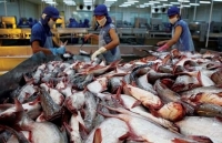 Hình ảnh cá tra Việt xuất khẩu ngày càng được cải thiện