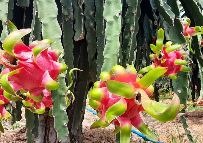Xuất khẩu nông sản sang Trung Quốc dự kiến khởi sắc trở lại xuat khau nong san sang trung quoc du kien khoi sac tro lai