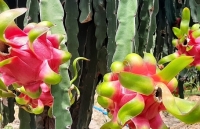 Bộ NN&PTNT: Đề nghị Trung Quốc tạo thuận lợi cho xuất nhập khẩu nông sản