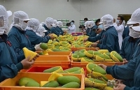 Quý I/2020: Xuất khẩu rau quả đạt 831 triệu USD