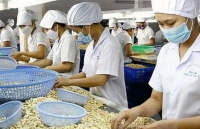 Ngành điều chờ thị trường sáng lên vào 6 tháng cuối năm 2020