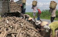 Quý I/2020: Xuất khẩu sắn phục hồi trở lại