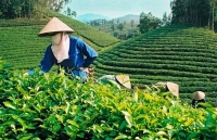 Xuất khẩu chè gặp khó trước áp lực dư cung và đại dịch Covid- 19