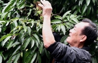 Bắc Giang: Ba kịch bản xuất khẩu và tiêu thụ vải thiều