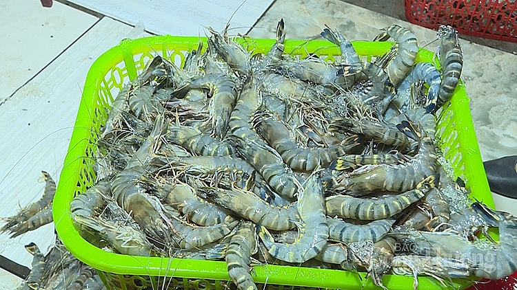 Theo ước tính của cơ quan chức năng, mỗi con tôm sau khi bơm tạp chất tăng trọng lượng 10-15% so với khi chưa bơm.