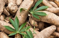 4 tháng năm 2019: Xuất khẩu sắn giảm mạnh về lượng và giá trị