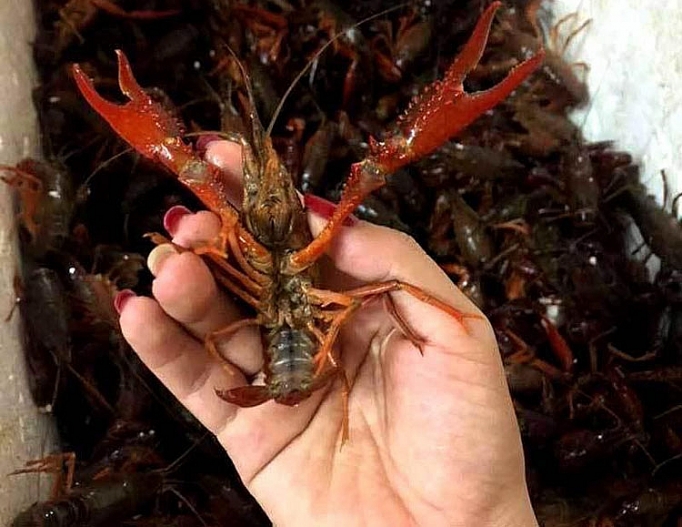 Tăng cường kiểm soát tôm càng đỏ tại Việt Nam tang cuong kiem soat tom cang do tai viet nam