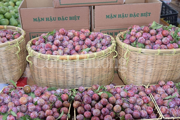 Đưa trái mận và nông sản an toàn tỉnh Sơn La về Hà Nội dua trai man va nong san an toan tinh son la ve ha noi