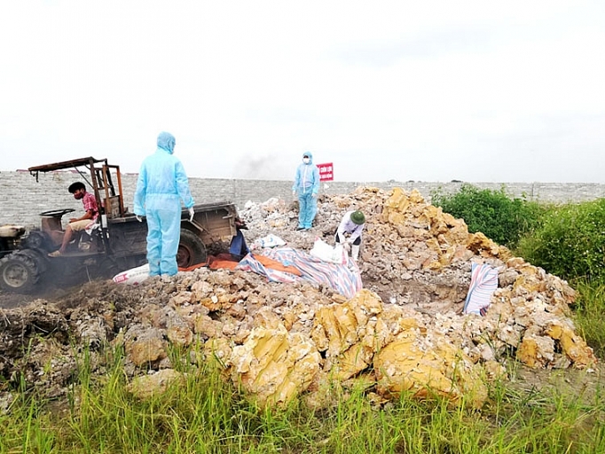khac phuc bat cap trong phong chong benh dich ta lon chau phi