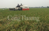 Gạo hữu cơ Đồng Phú hướng tới chinh phục thị trường Mỹ