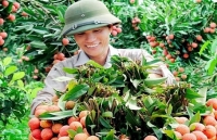 Xuất khẩu vải thiều sang Trung Quốc cần chú trọng yếu tố bao bì