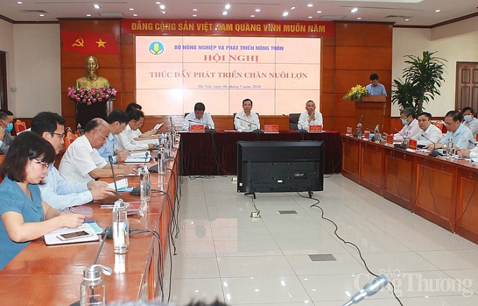 Không nhanh tái đàn, ngành chăn nuôi lợn sẽ mất một góc thị phần nganh chan nuoi lon truoc moi lo se mat mot goc thi phan