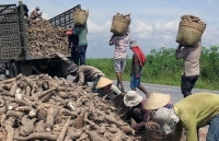 Giá sắn nguyên liệu tăng trở lại