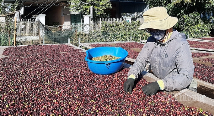 Cà phê tiếp tục xu hướng tăng giá 3729-20