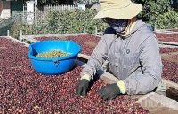 Cà phê tiếp tục xu hướng tăng giá
