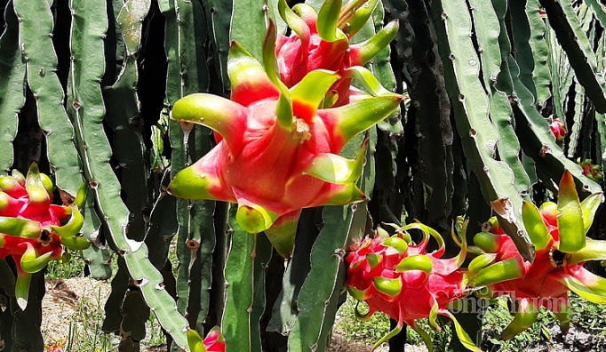 Khơi thông dòng chảy xuất khẩu nông sản sang Ấn Độ mo cua thi truong khoi thong dong chay xuat khau nong san sang an do