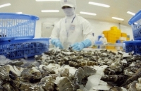 Xuất khẩu tôm Việt Nam dự kiến tiếp tục tăng trong tháng 5/2020