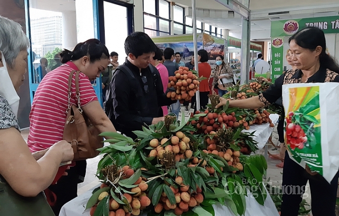 Vải thiều Thanh Hà "hút" người tiêu dùng Thủ đô vai thieu thanh ha hut nguoi tieu dung thu do