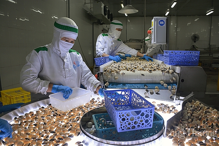 Sơ chế ngao thương phẩm tại Công ty TNHH Thuỷ sản Lenger Việt Nam (Nam Định)