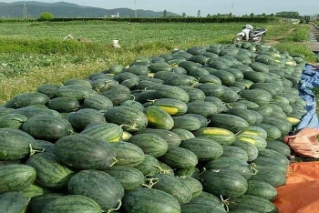 Bộ Công Thương: Dồn tổng lực, thúc đẩy hỗ trợ tiêu thụ nông sản mùa dịch Covid-19