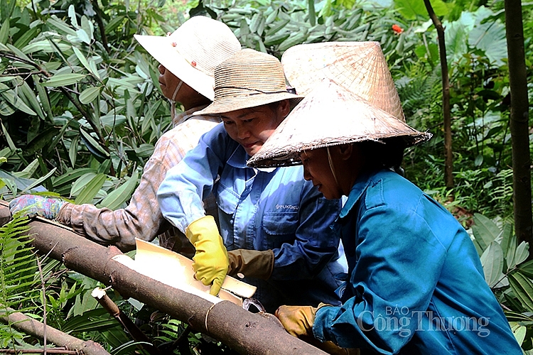 Thúc đẩy phát triển quế bền vững thông qua dự án BioTrade Thúc đẩy phát triển quế bền vững thông qua dự án BioTrade