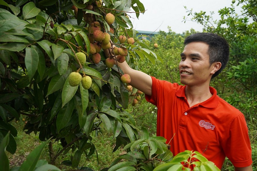 2 Đại diện siêu thị GO! thăm quan vườn vải tại Huyện Lục Ngạn - Bắc Giang để chuẩn bị cho việc xúc tiến tiêu thụ vải thiều năm nay 2 Đại diện siêu thị GO! thăm quan vườn vải tại Huyện Lục Ngạn - Bắc Giang để chuẩn bị cho việc xúc tiến tiêu thụ vải thiều năm nay