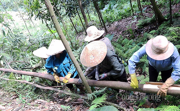 Người dân tại xã Đào Thịnh, huyện Trấn Yên, tỉnh Yên Bái đang thu hoạch vỏ quế tại rừng trồng Người dân tại xã Đào Thịnh, huyện Trấn Yên, tỉnh Yên Bái đang thu hoạch vỏ quế tại rừng trồng