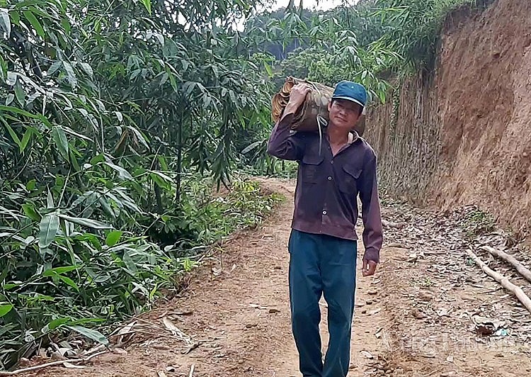 ông Nguyễn Trí Tuệ (có địa chỉ tại thôn 5, xã Đào Thịnh, huyện Trấn Yên, tỉnh Yên Bái) vác quế từ rùng về sau khi thu hoạch ông Nguyễn Trí Tuệ (có địa chỉ tại thôn 5, xã Đào Thịnh, huyện Trấn Yên, tỉnh Yên Bái) vác quế từ rùng về sau khi thu hoạch