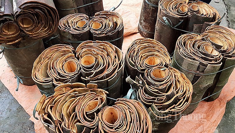 Từng là cây trồng chỉ để phủ xanh đất trống đồi núi trọc, không ai để tâm chăm sóc, ngày nay, cây quế đã giúp bà con ở miền núi phía Bắc làm giàu. Từng là cây trồng chỉ để phủ xanh đất trống đồi núi trọc, không ai để tâm chăm sóc, ngày nay, cây quế đã giúp bà con ở miền núi phía Bắc làm giàu.