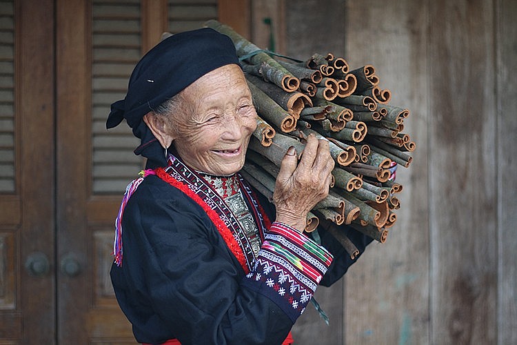 Nâng cao giá trị cây quế để phát triển bền vững Nâng cao giá trị cây quế để phát triển bền vững