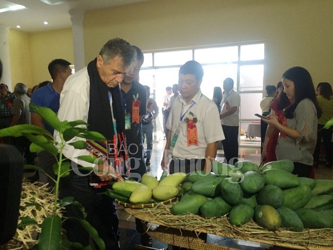 Sơn La: Lần đầu tiên xoài Yên Châu xuất khẩu sang Mỹ, Anh son la lan dau tien san pham xoai yen chau xuat khau sang my anh