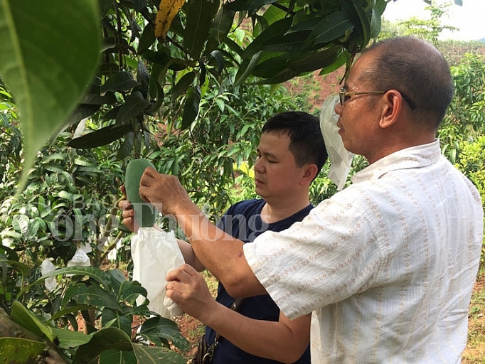 Sơn La: Lần đầu tiên xoài Yên Châu xuất khẩu sang Mỹ, Anh son la lan dau tien san pham xoai yen chau xuat khau sang my anh