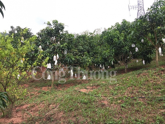 Sơn La: Lần đầu tiên xoài Yên Châu xuất khẩu sang Mỹ, Anh son la lan dau tien san pham xoai yen chau xuat khau sang my anh