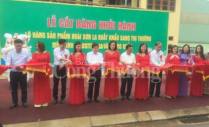 Sơn La: Lần đầu tiên xoài Yên Châu xuất khẩu sang Mỹ, Anh son la lan dau tien san pham xoai yen chau xuat khau sang my anh