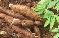 Xuất khẩu sắn và các sản phẩm sắn tăng mạnh trong 5 tháng đầu năm 2020