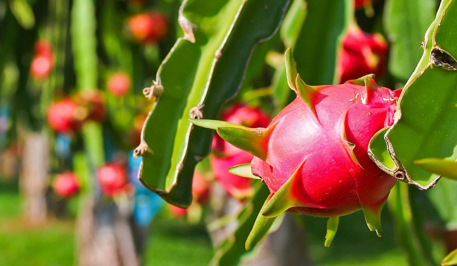 Thanh long Thanh long