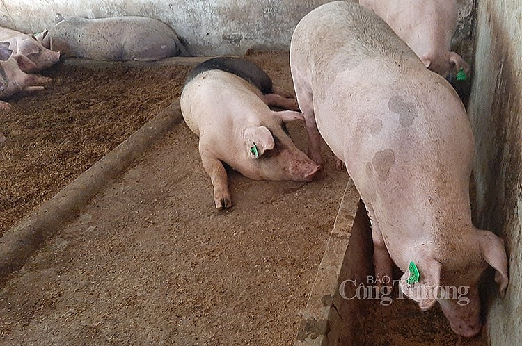 Giá lợn hơi hôm nay 10/6 không ghi nhận sự biến động tại cả ba khu vực Giá lợn hơi hôm nay 10/6 không ghi nhận sự biến động tại cả ba khu vực