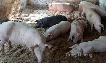 Giá lợn hơi hôm nay 25/7: Biến động nhẹ từ 1.000 - 2.000 đồng/kg
