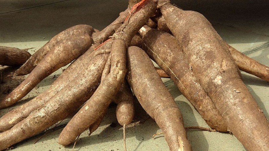 Dự báo xuất khẩu sắn sẽ tiếp tục tăng trong thời gian tới