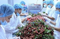 6 tháng năm 2019, xuất khẩu rau quả thu về hơn 2 tỷ USD