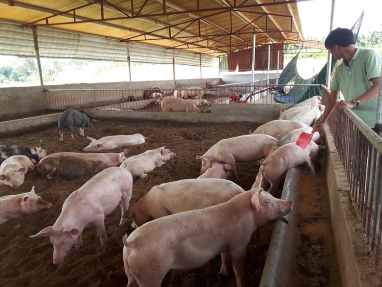 Cân nhắc bổ sung cơ sở trong lĩnh vực chăn nuôi vào danh mục kiểm kê khí nhà kính Cân nhắc bổ sung cơ sở trong lĩnh vực chăn nuôi vào danh mục kiểm kê khí nhà kính