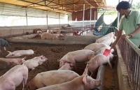 Hà Nội: Không tái đàn tại các cơ sở chăn nuôi đã bị bệnh dịch tả lợn châu Phi