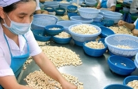 6 tháng đầu năm 2019, xuất khẩu hạt điều giảm 12,1% giá trị