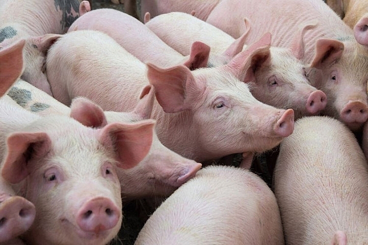 Đã có địa phương giá lợn hơi về mốc 78.000 đồng/kg 1422-nhap-khau-lon-song