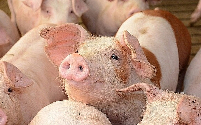 Giá heo hơi hôm nay 8/8: Giảm từ 1.000 - 2.000 đồng/kg Giá heo hơi hôm nay 8/8: Giảm từ 1.000 - 2.000 đồng/kg