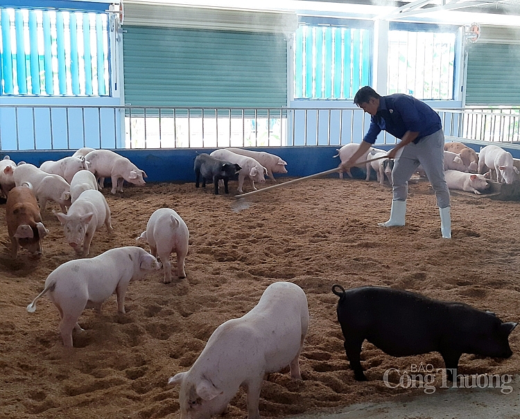 các hộ chăn nuôi nhỏ lẻ được hướng dẫn tăng đàn, tái đàn theo mô hình 4F. 2532 trai nuoi lon huu co cua tap doan que lam duoc thiet ke mua dong am mua he mat