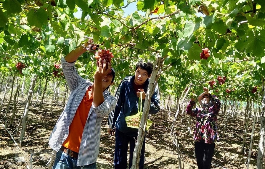 Du lịch cộng đồng ở Ninh Thuận thu hút du khách đến tham quan, trải nghiệm. (Ảnh: Công Thử/TTXVN)