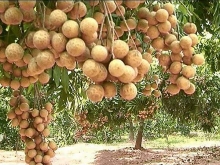 Doanh nghiệp Nhật Bản sẽ hỗ trợ tiêu thụ nhãn và nông sản Hưng Yên