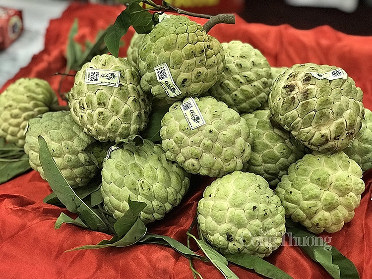 Na Chi Lăng nổi tiếng vì có hàm lượng dinh dưỡng cao, khi chín có mẫu mã đẹp, ăn ngon, lượng hạt ít cùi nhiều, hàm lượng đường, chất dinh dưỡng cao. Với giá bán như hiện nay, nhiều nhà vườn có thu hàng trăm triệu đồng mỗi năm. Na Chi Lăng nổi tiếng vì có hàm lượng dinh dưỡng cao, khi chín có mẫu mã đẹp, ăn ngon, lượng hạt ít cùi nhiều, hàm lượng đường, chất dinh dưỡng cao. Với giá bán như hiện nay, nhiều nhà vườn có thu hàng trăm triệu đồng mỗi năm.